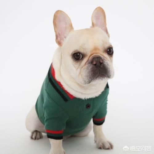 法国波尔多犬什么样的:如何挑选纯种的法国斗牛犬？