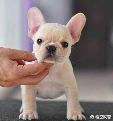 法国波尔多犬什么样的:如何挑选纯种的法国斗牛犬？