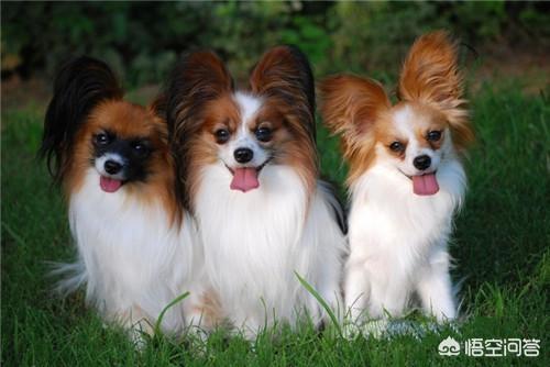 宠物犬排名 宠物犬智商排名:世界上最聪明的四种狗是什么狗？为什么？