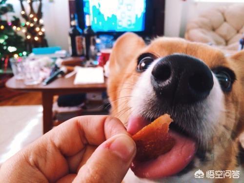 宠物犬排名 宠物犬智商排名:世界上最聪明的四种狗是什么狗？为什么？