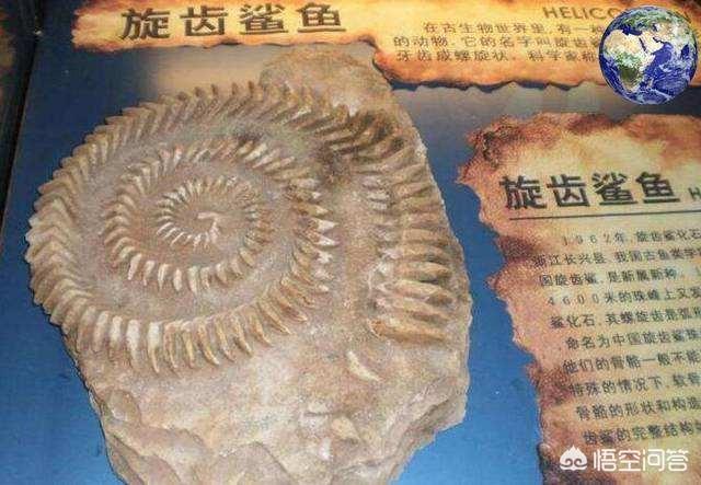 旋齿鲨:生物在进化的过程中为什么没有进化出轮子？