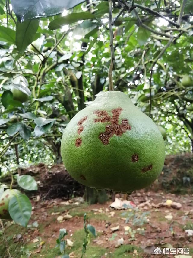 锈壁虱用何种药:锈壁虱专用药有哪些 柑橘锈壁虱发生正当时，要如何防治才能确保柑橘的高品质和产量？
