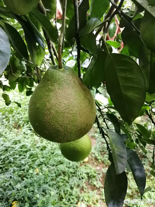 锈壁虱用何种药:锈壁虱专用药有哪些 柑橘锈壁虱发生正当时，要如何防治才能确保柑橘的高品质和产量？