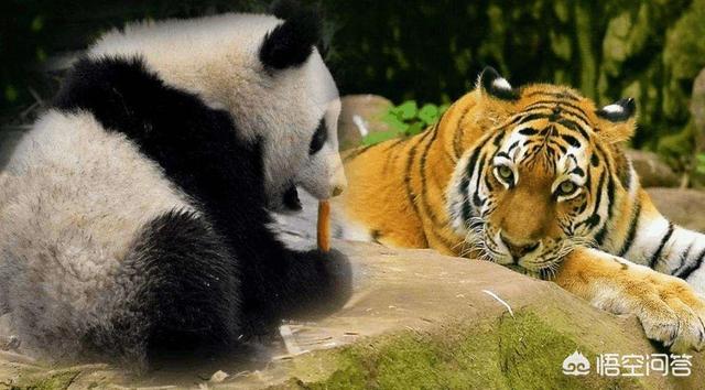 熊猫打得过同重量级的老虎吗？