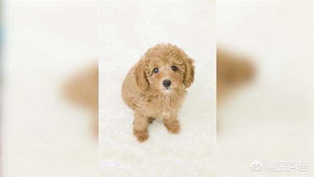 星期狗是什么意思:什么是星期狗？星期狗的主要死因是什么？