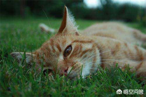 猫咪发情了怎么办,家里的母猫发情了该怎么办？