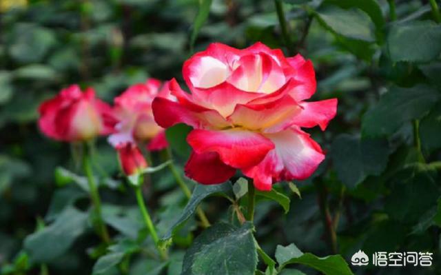 新疆月季花的栽培:新疆昼夜温差比较大，适合养什么种类的花呢？