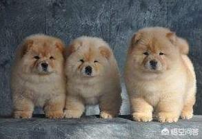 纯种松狮犬乐乐:养宠物，松狮犬选公的好还是母的好？
