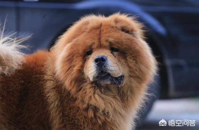纯种松狮犬乐乐:养宠物，松狮犬选公的好还是母的好？