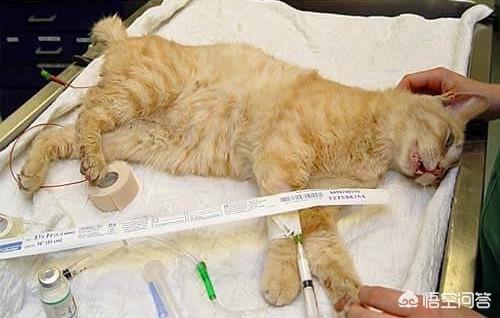 凌采的主食罐头怎么样:有哪些猫粮、猫罐头可以推荐？