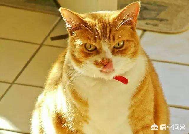 凌采的主食罐头怎么样:有哪些猫粮、猫罐头可以推荐？