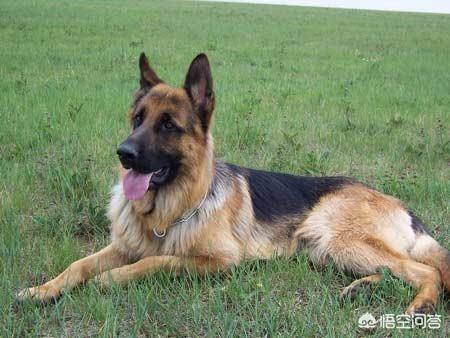 昆明狼犬凶猛吗:法国狼犬凶猛吗 什么狗很凶猛，而且还比较听话的？