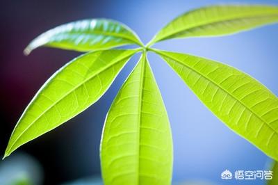 盆景发财树怎么养才长得好:发财树一直不长是怎么回事？