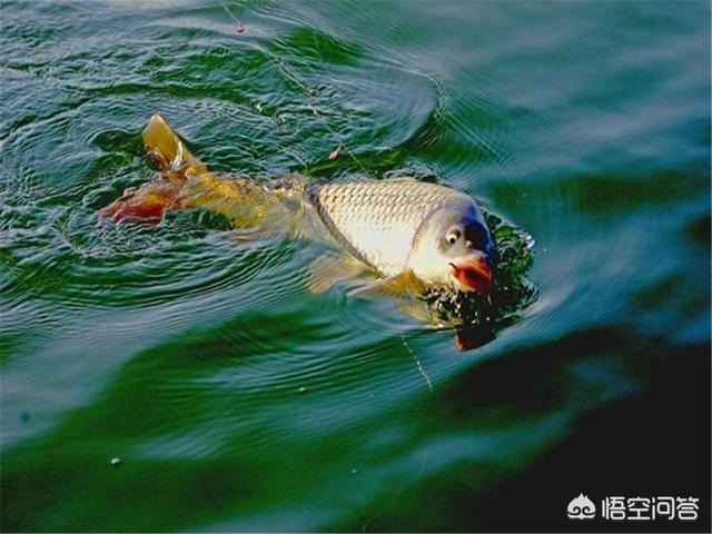 玉米钓鲤鱼靠谱吗，怎样浸泡玉米钓鲤鱼效果好？