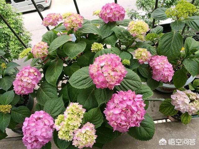 绣球花价格:绣球花价格一览表 买绣球花是花苗好还是老桩好？