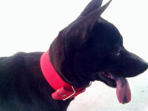 俊介是什么品种的狗:俊介犬好养吗，俊介是博美犬的一种