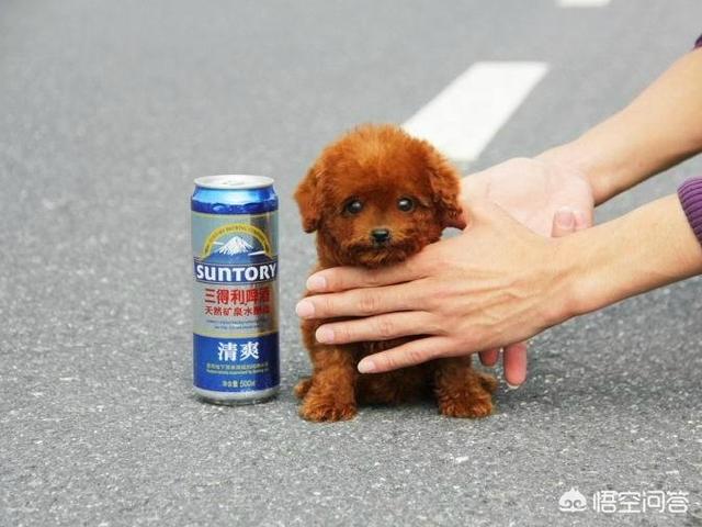 俊介是什么品种的狗:俊介犬好养吗，俊介是博美犬的一种