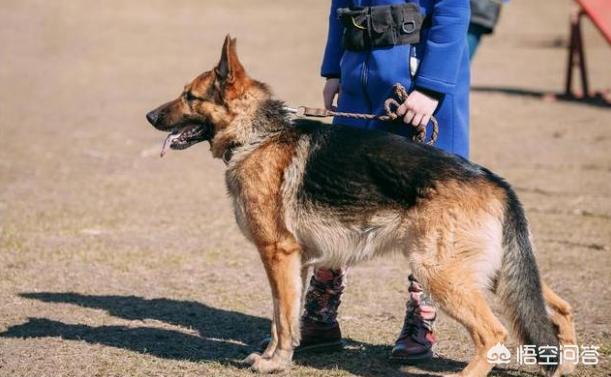 纯种德国牧羊犬怎么样:德国牧羊犬的优点是什么？