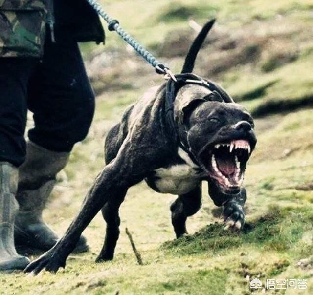 标准比特犬图片:标准比特犬图片大全 把五十只比特犬放到非洲草原，能成为一方霸主吗？