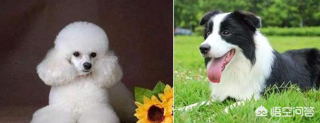 边境犬智商:养边境牧羊犬，要知道哪些事？