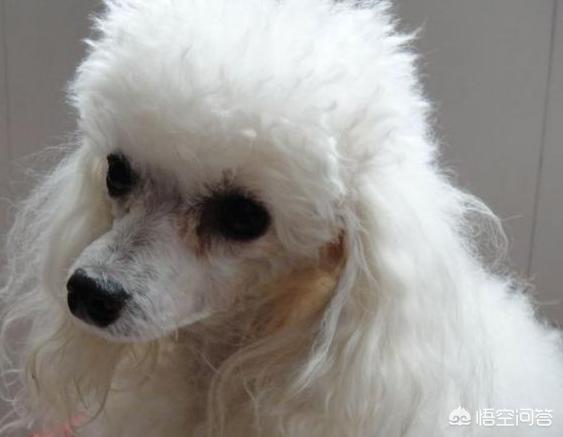 边境犬智商:养边境牧羊犬，要知道哪些事？