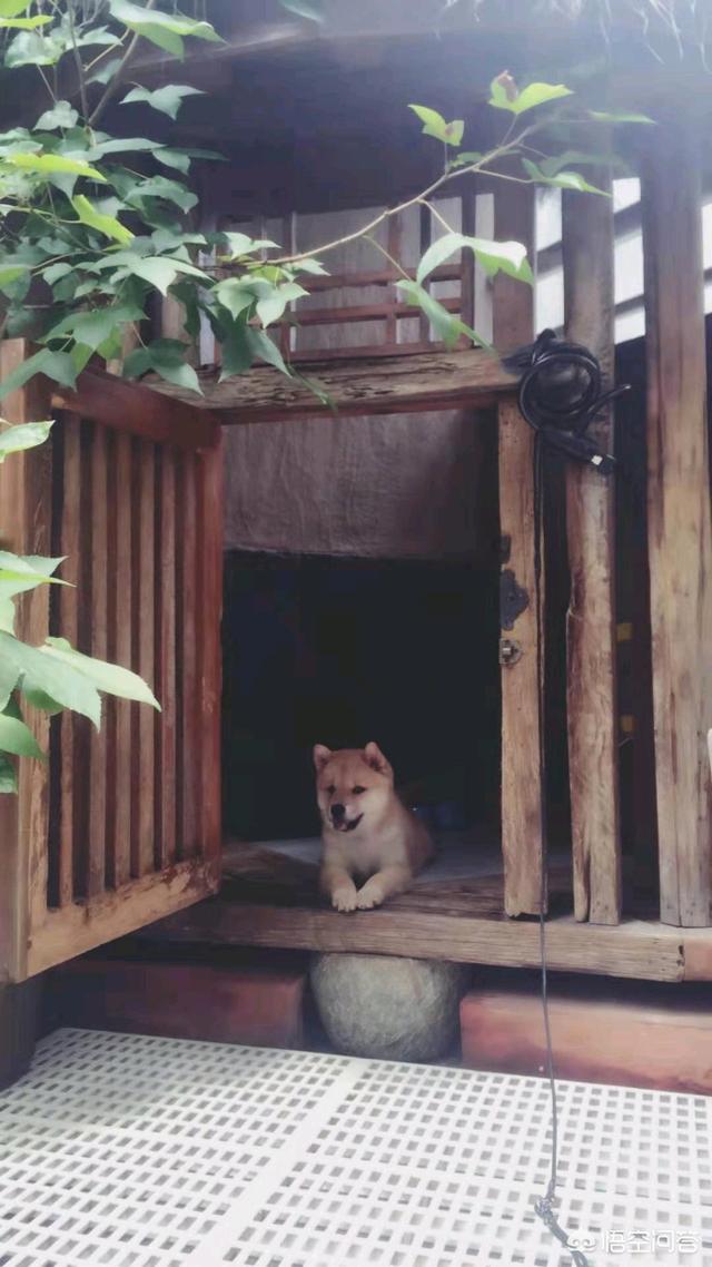 中华田园犬图片简笔画:中华田园犬“土狗”，长大了是什么样子？