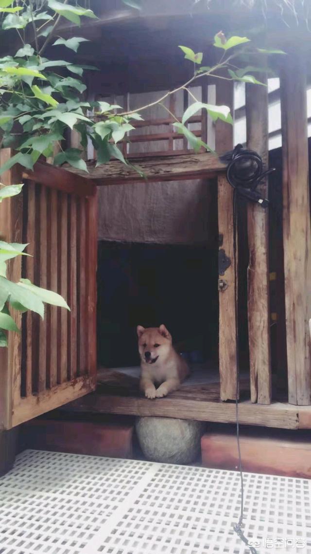 中华田园犬吧:养“中华田园犬”会被人嫌弃吗？