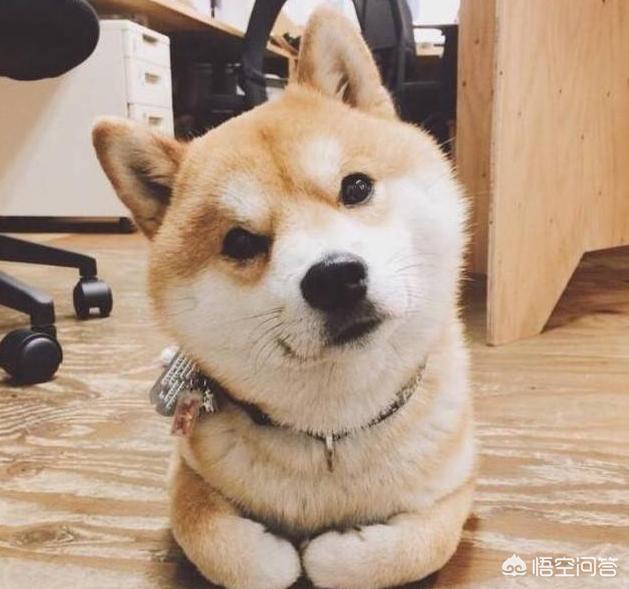 狗狗101柴犬训练:柴犬性格这么固执，应该怎么去训练比较好？
