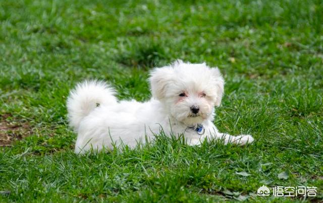 查理士王小猎犬图片小时候:这只小狗是什么品种？品相如何？