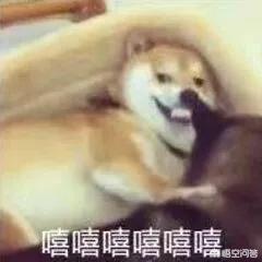 两只短腿猫打架:两只猫猫打架应该介入嘛？