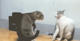 两只短腿猫打架:两只猫猫打架应该介入嘛？