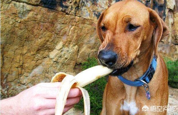 狗狗护食物:如何拒绝狗狗在餐桌上讨食？