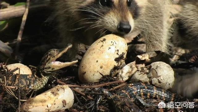 鳄鱼的天敌是谁?为什么?