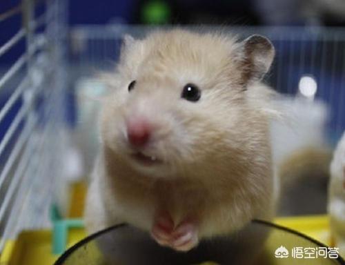 仓鼠冬天保暖:仓鼠怕冷的嘛？有什么方法帮助他们保暖？