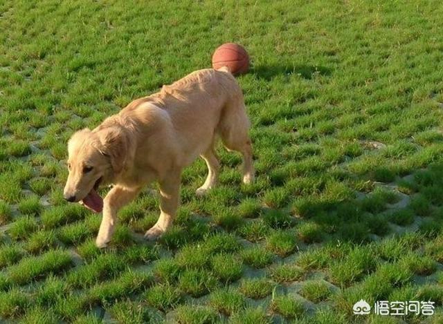 大白熊犬和哈士奇智商:哈士奇到底是真傻还是假傻？