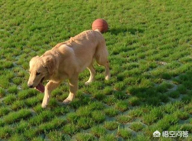 超大型犬品种排名:最忠诚聪明的大型犬有哪些？ 狗的品种大型犬排名