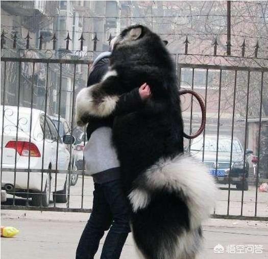 话说有人记得比高犬吗总觉得他是恭子最后知...:“燕知寒门，狗知新婿”是什么意思？有科学道理吗?
