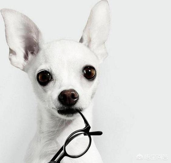 马鞍山吉娃娃吧:吉娃娃适不适合在城市养，有什么优缺点吗？
