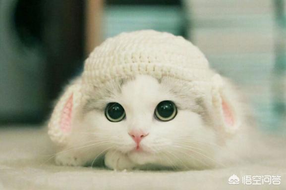 猫玩:为什么总是跟猫玩着玩着的时候，它会突然扑上来咬一口？