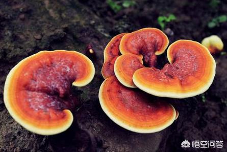 具有养生功效的饰品,高端滋补养生的补品有哪些好选择？