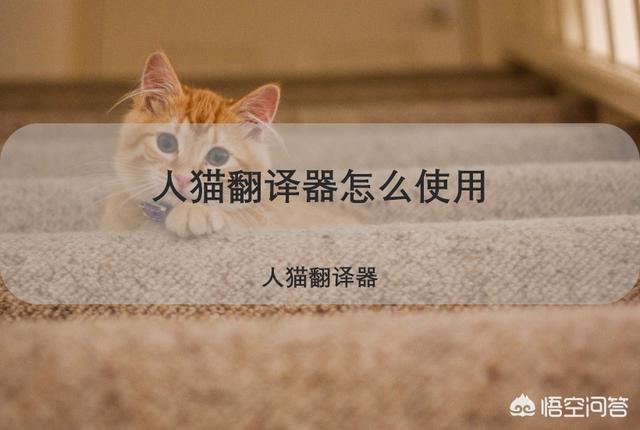 猫狗语言翻译器软件:谁用过猫咪的翻译器？感觉怎么样？