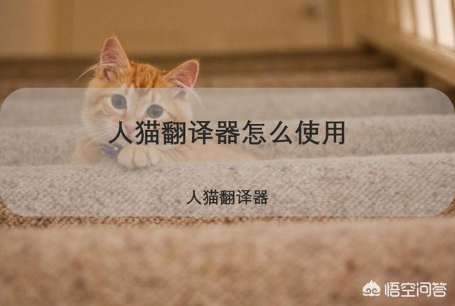 猫狗语言翻译器软件:现在真的可以知道猫咪在说什么吗？猫咪翻译器好用吗？