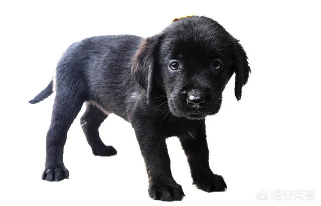 懿飞警卫犬:这个狗狗是不是拉布拉多？