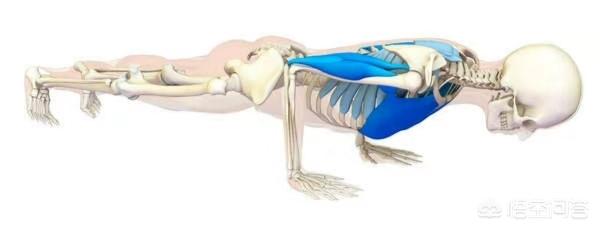 四柱哪一柱力量最大,瑜伽四柱支撑该如何发力？