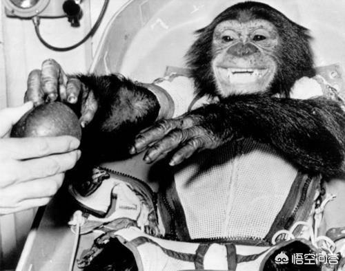 飞机上拍到了孙悟空图片，上过太空的猴子回到地球后怎样了