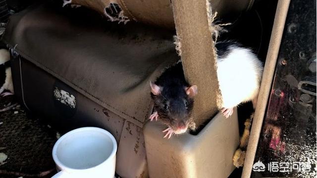 宠物鼠:养宠物鼠会有什么悲剧的事情？ 宠物鼠品种大全
