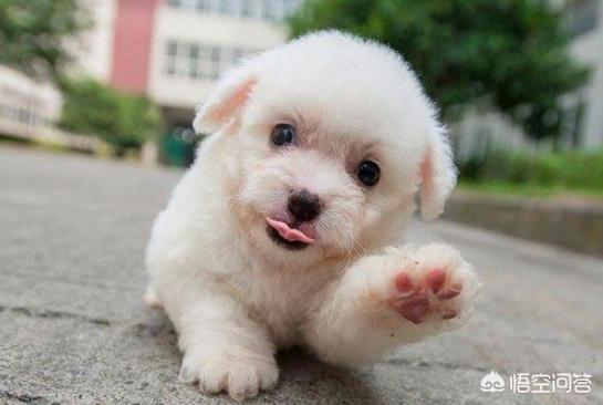 比熊图片:比熊犬有哪些“底线”，尽量不要去触碰？