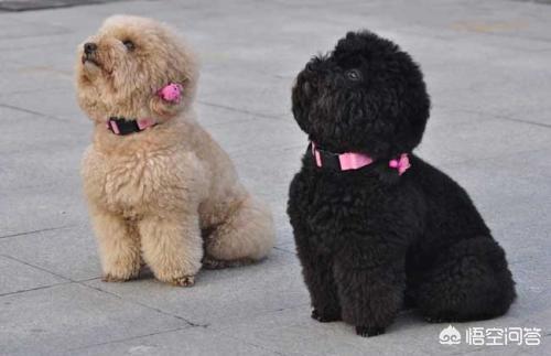 一个月贵宾犬图片欣赏:黑色贵宾犬图片欣赏 一个月大的贵宾犬该怎么照顾合适呢？
