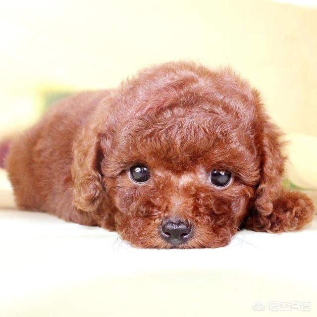 一个月贵宾犬图片欣赏:黑色贵宾犬图片欣赏 一个月大的贵宾犬该怎么照顾合适呢？