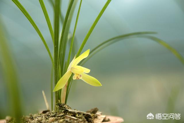 多花指甲兰价位:为什么兰花场的兰花开花这么多，而家养的兰花就没有这么多的花？